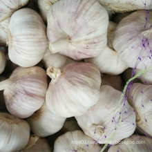 Fresh New Crop Red Garlic From Shandong